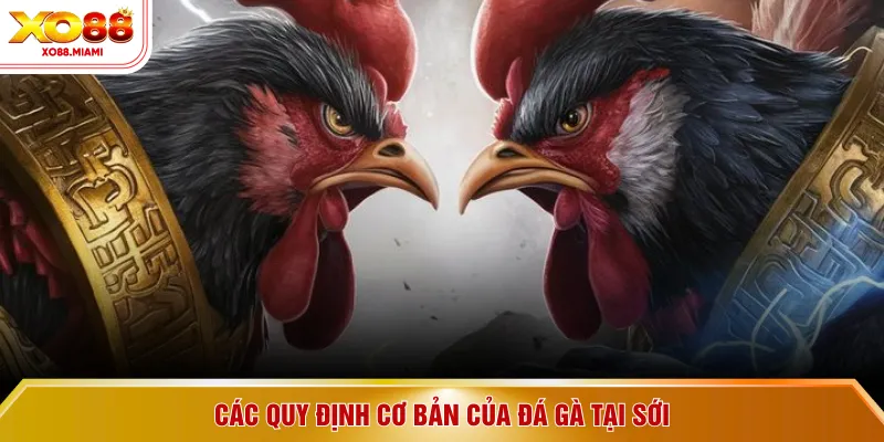 Các quy định cơ bản của đá gà tại sới