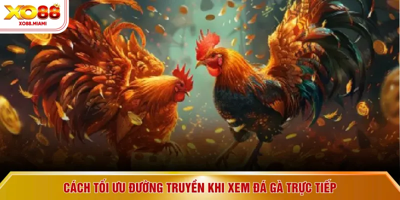 Cách tối ưu đường truyền khi xem đá gà trực tiếp