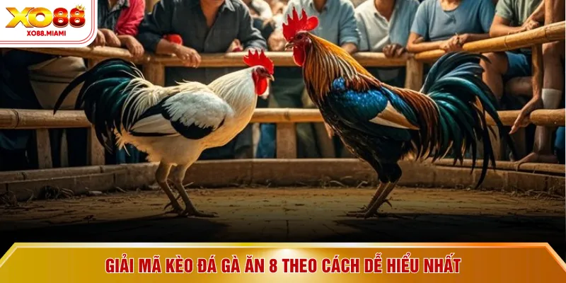 Giải mã kèo đá gà ăn 8 theo cách dễ hiểu nhất