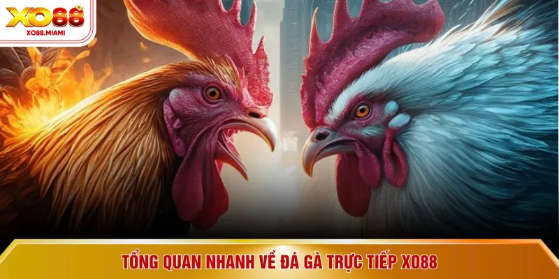 Tổng quan nhanh về đá gà trực tiếp XO88